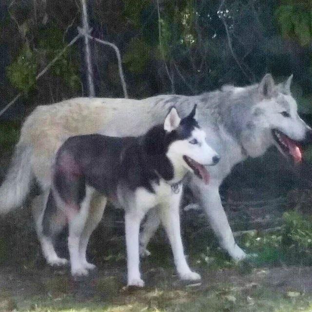 Cận cảnh chó Husky 'sánh vai' cùng với sói sẽ khiến bạn phải trầm trồ  - Ảnh 1